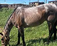quarter-horse-mare