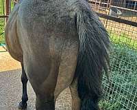 quarter-horse-for-sale