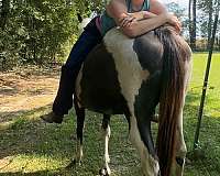 quarter-horse-for-sale