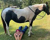 quarter-horse