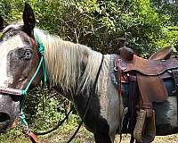 quarter-horse-mare