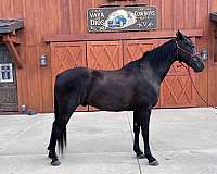 black-few-white-hairs-in-forehead-horse