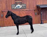 athletic-tennessee-walking-horse