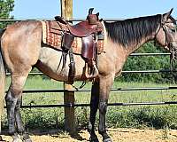 all-around-quarter-horse