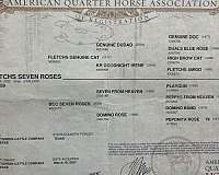 beginner-quarter-horse