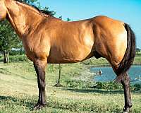 cross-water-quarter-pony