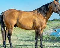 cutting-pony-quarter