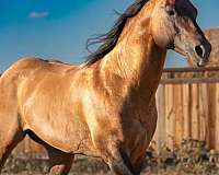 badger-quarter-pony