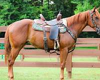 all-around-quarter-horse