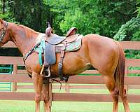 athletic-quarter-horse
