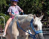 kid-safe-youth-quarter-horse