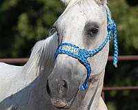 kid-safe-youth-horse