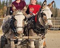 pinto-gcdha-gelding