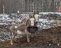 pinto-gcdha-horse