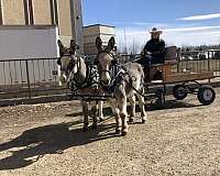gcdha-donkey-gelding