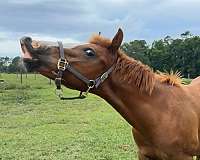 quarter-horse-for-sale