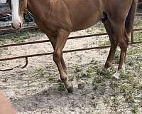 quarter-horse-gelding