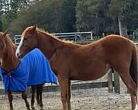 quarter-horse