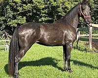 tennessee-walking-mare