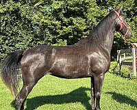 tennessee-walking-horse-for-sale
