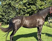 tennessee-walking-horse