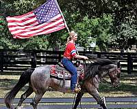flashy-friesian-horse