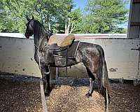 all-around-prospect-morgan-horse
