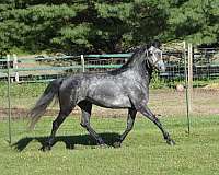 grade-morgan-horse