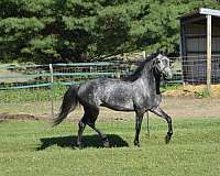 match-morgan-horse