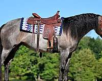 athletic-friesian-horse