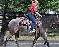 mare-friesian-horse