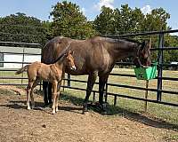 brown-aqha-foal
