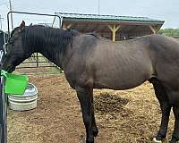 bred-quarter-horse