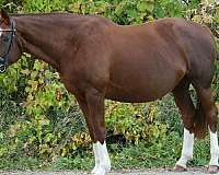 breeding-hanoverian-horse