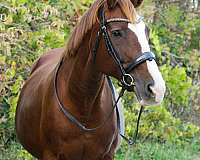 and-temperament-hanoverian-horse