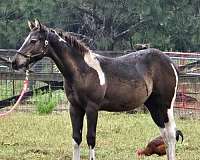 ste-paint-horse