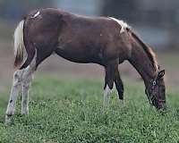 smokey-black-hunter-under-saddle-horse