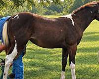 smokey-black-ste-horse