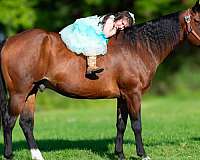 quarter-horse-for-sale