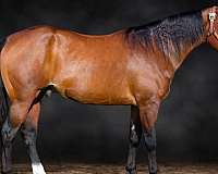 quarter-horse-gelding