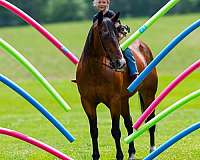 quarter-horse