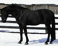 17-hand-unborn-foal