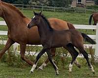 17-hand-westphalian-unborn-foal