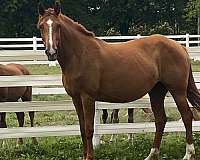 dressage-fei-foal