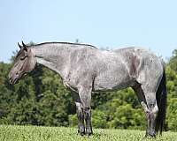 ranch-work-quarter-horse