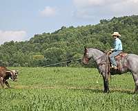 beginner-safe-quarter-horse