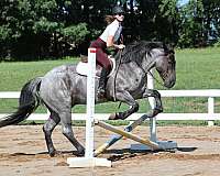 all-around-quarter-horse