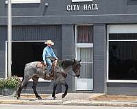 athletic-quarter-horse