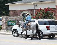 beginner-quarter-horse