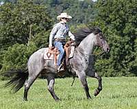 blue-roan-none-horse
